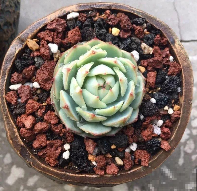 这种多肉，是界内的群生小霸王，长得跟一朵朵小花似的！