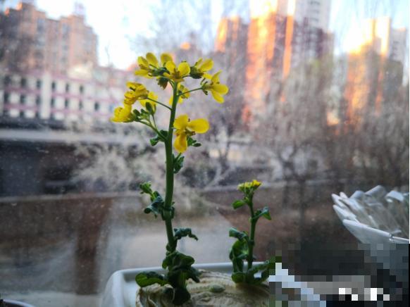 只要一个杯子，还你一个菜园，不花一分钱！