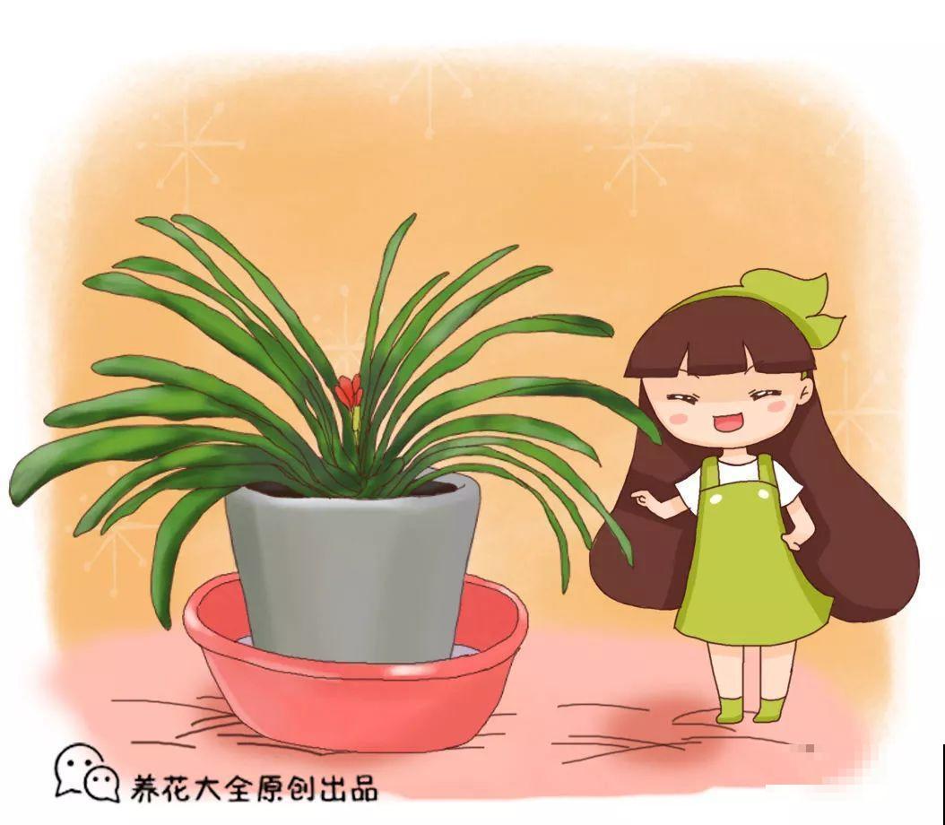 这8种花冬天别饿着，勤浇水多施肥，开花越来越多！