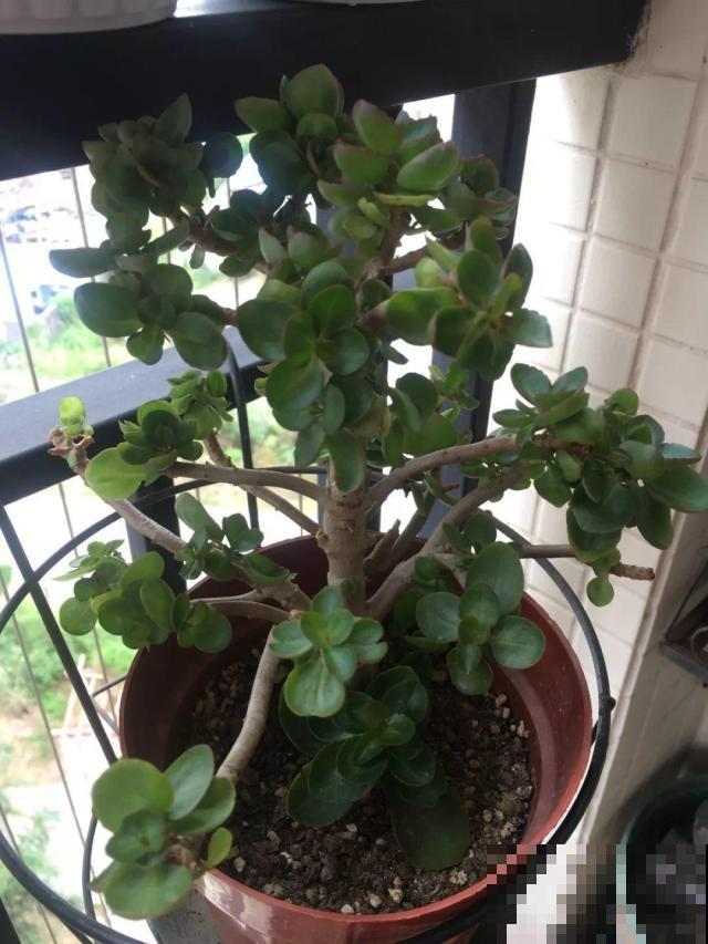 8年的长寿老桩，一把掐个精光，开花比新买的还多！