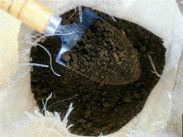 他家的蟹爪兰，一到冬天开成大花树，到底喂了啥好东西！