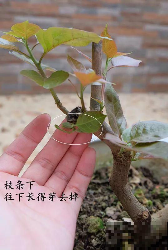 最受欢迎的花，修修剪剪，立马就变的不一样了
