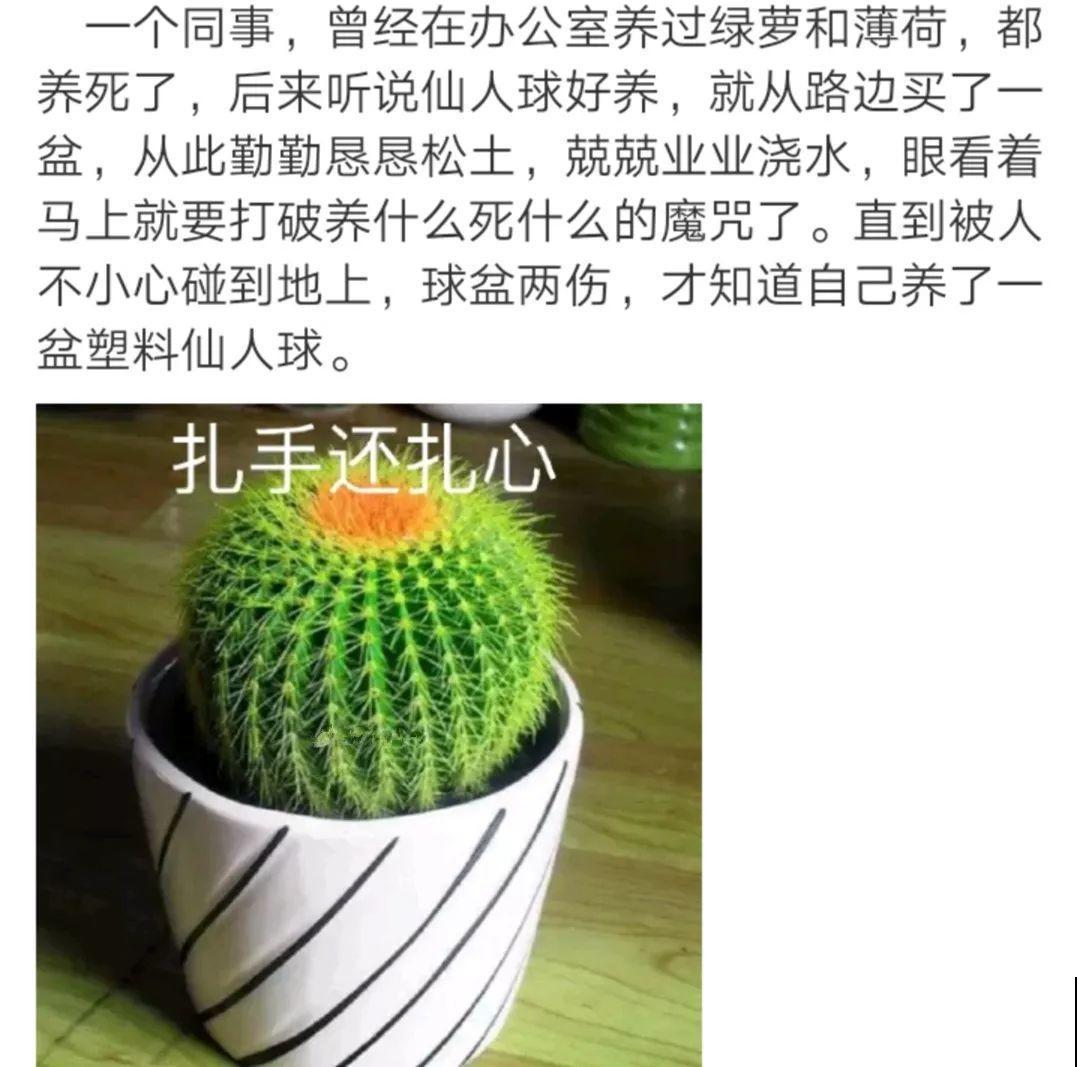 看见这花可别买，忍住，小心被忽悠，花钱买气受！