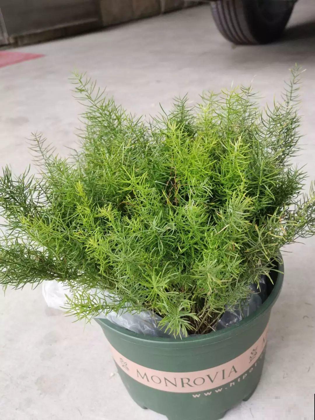 这花极像文竹，叶片翠绿，却比文竹好看好养多了！