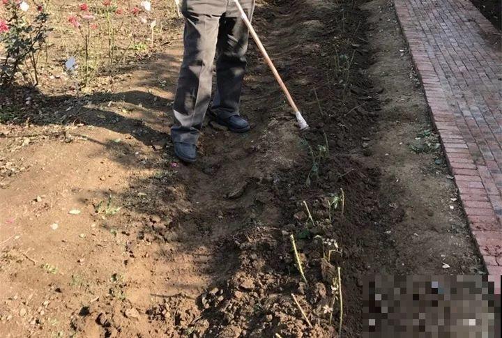 院子里养花，一盆水浇下去，一冬天都冻不死！