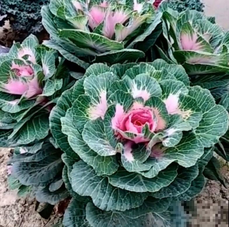 据说羽衣甘蓝迎霜而开，耐寒性极强，似花非花、似菜非菜！