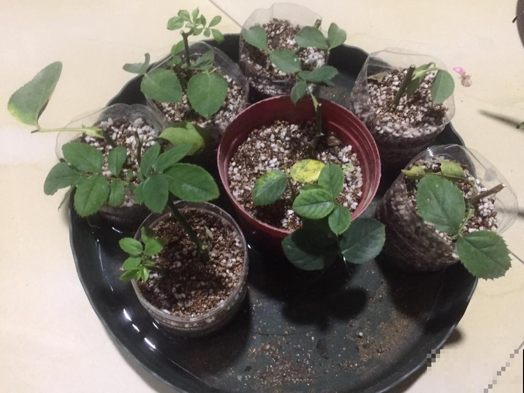 谁说冬天不能扦插，这3种花现在扦插，成活率90%