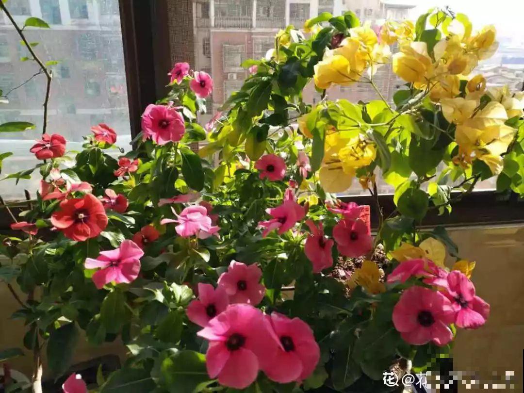 室内养花太难？记住这5点，啥花都能养得好！