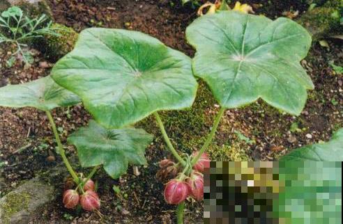 野外看到的这野草，叶子宽大像磨盘，神秘作用引诱人挖掘！