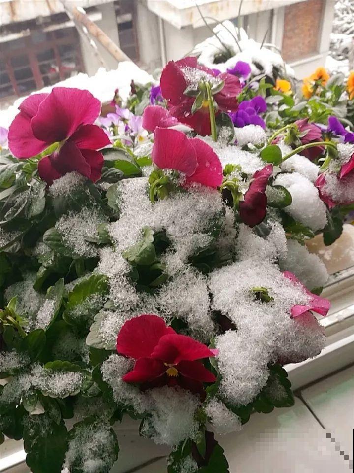大雪天，只有这花还在继续开，真不是一般的抗冻！