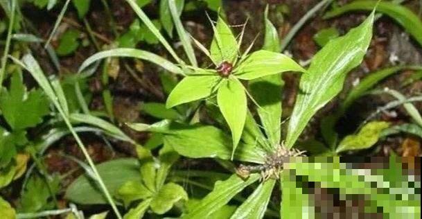 它模样奇特宛如仙草，有它的地方蛇都不敢靠近，能见一面超幸运！