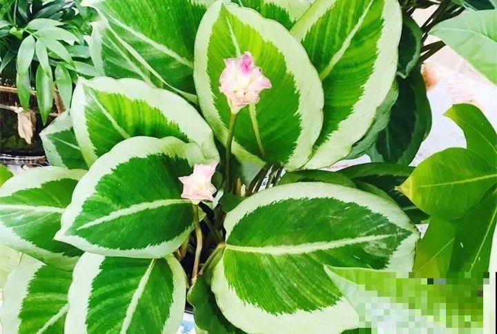 这12种花冬天小心着点养，没有暖气，一个晚上就冻死！
