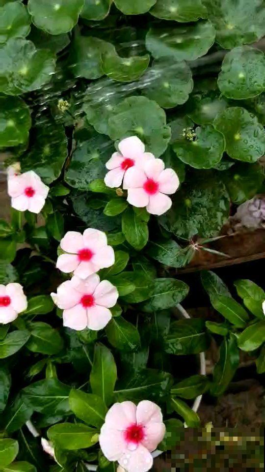 这花全年能开花，家里养一盆，一年四季有花看