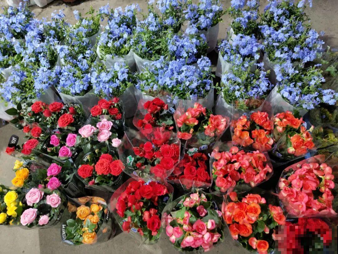 12月逛花市，这花好看又好养，遇到赶紧抱回家！