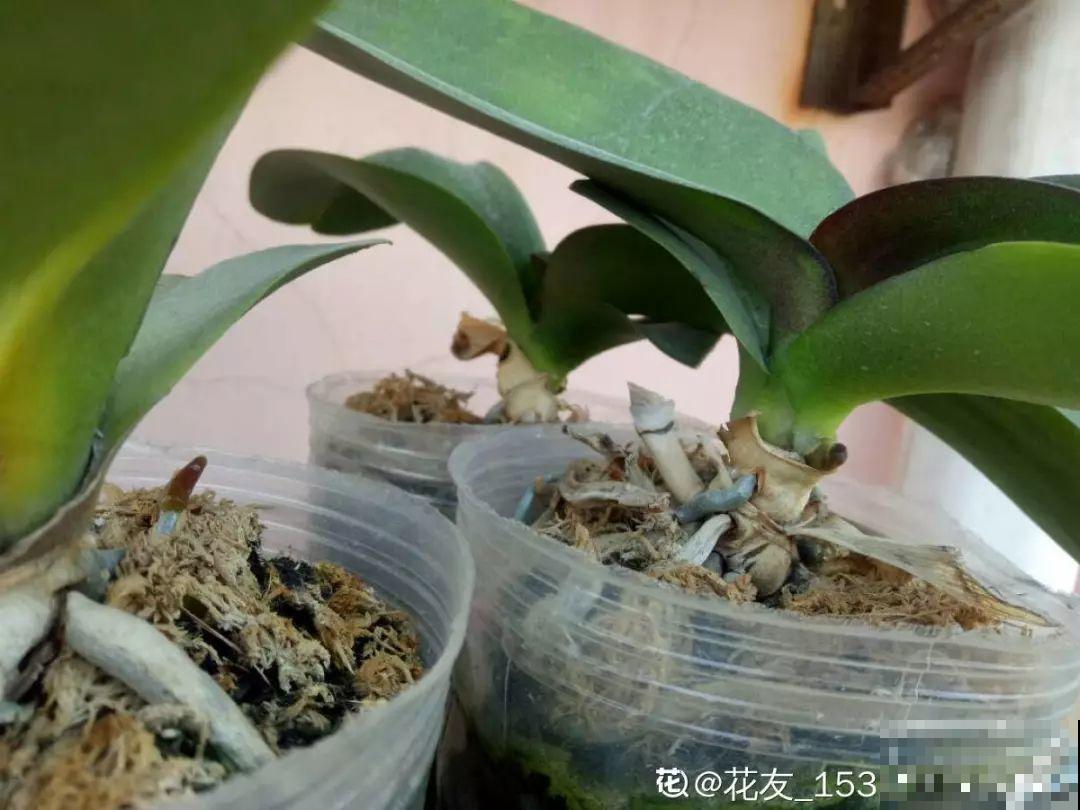 10种花，冬天切记管住手，小心浇完水就掉叶子！