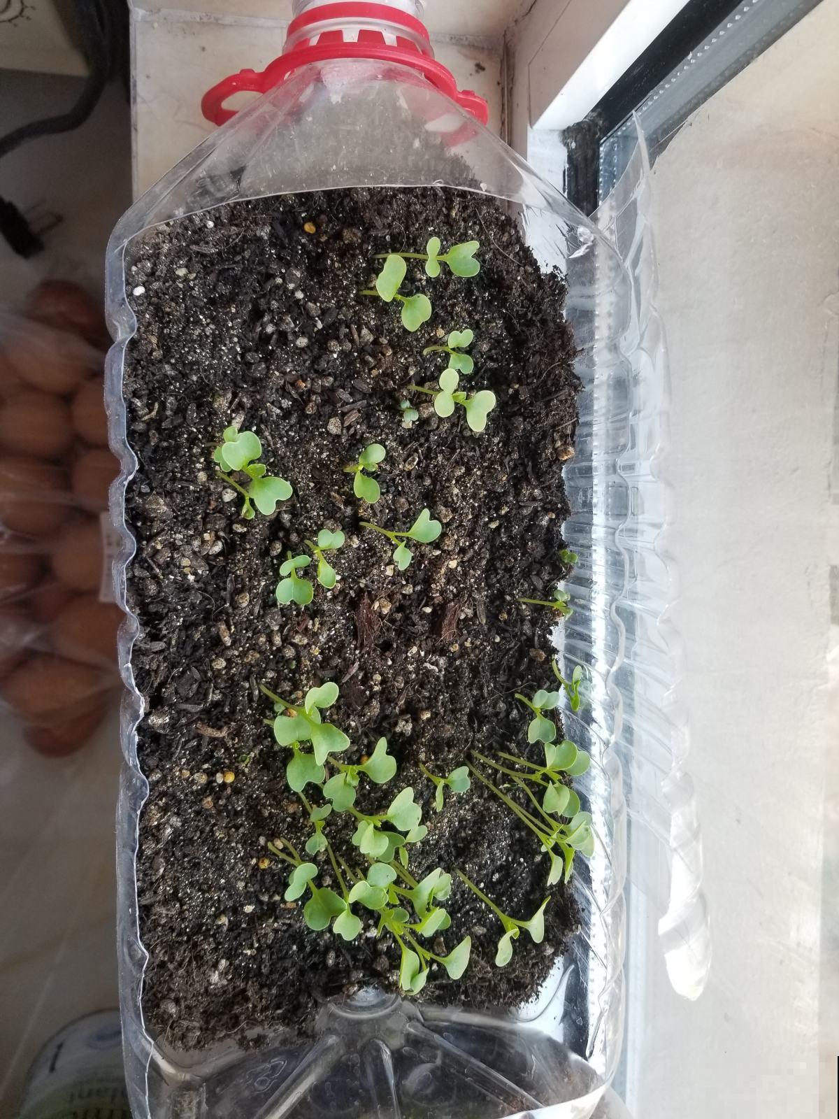 现在种这2种菜，撒上种子就能长，过年就能吃