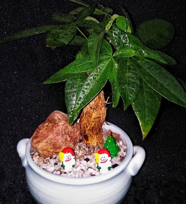客厅里面放6种花，净化空气，关键还上档次！