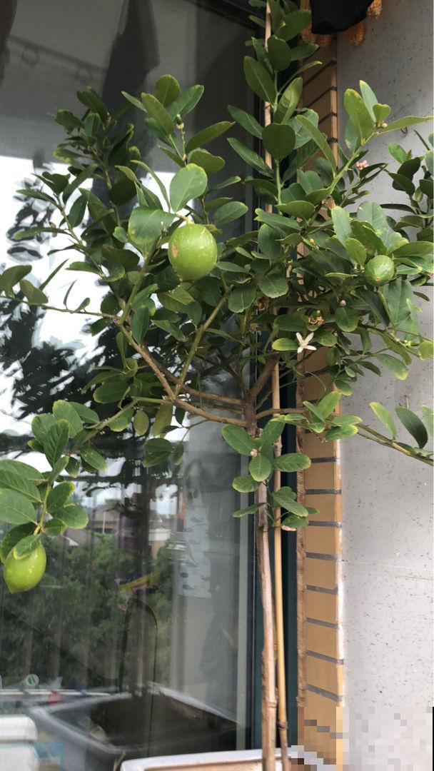 柠檬这么养一年结两批，结出柠檬拳头大，羡煞邻居！