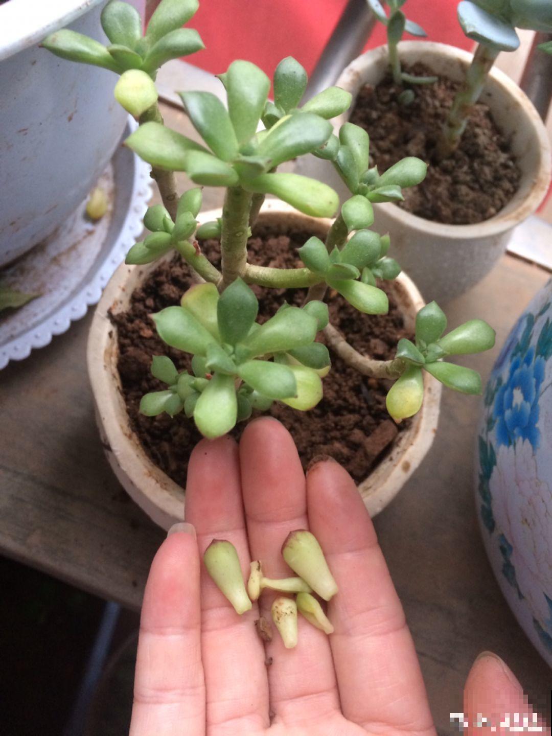 为了让多肉变成漂亮的果冻色，大冬天，他把叶子摘个精光！