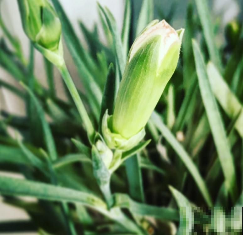 母亲节买的康乃馨，盆栽起来，开花更美！