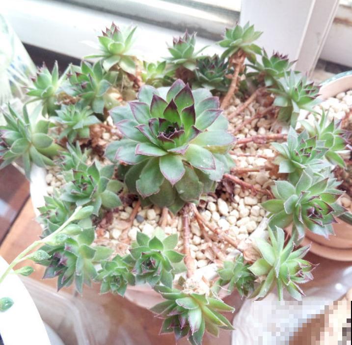 见过长成这样的观音莲吗，一棵就能生出一堆小观音，看着太过瘾了