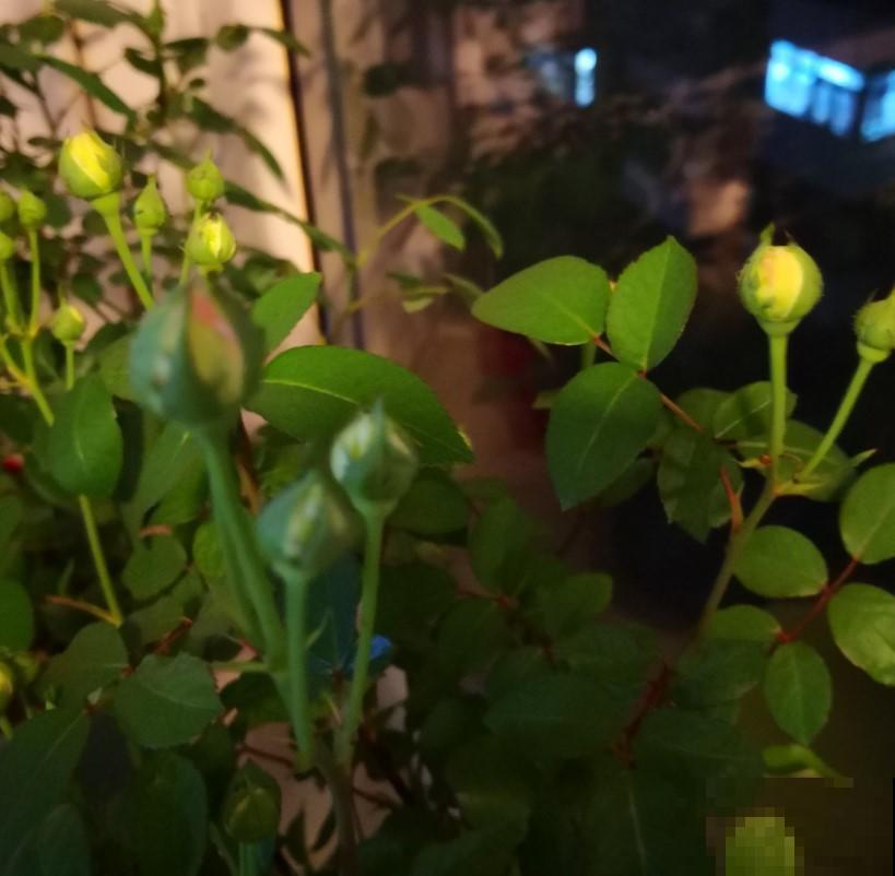 月季花苞迟迟不肯打开，原来是这原因，学一招吧！