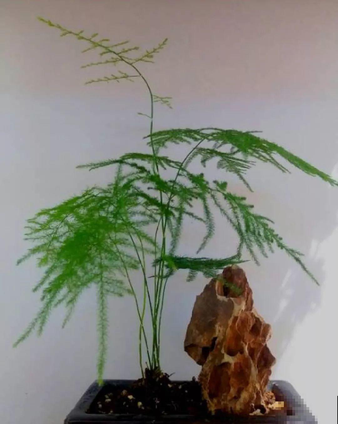 养这花别心软，遇到黄叶狠心剪，越剪长得越快！
