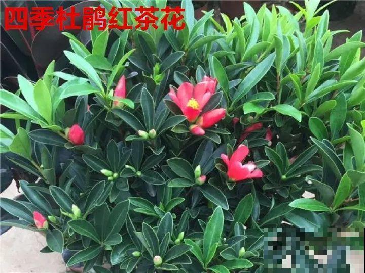 这花想要冬天开，就得狠心剪两刀，满树红花惹人爱！
