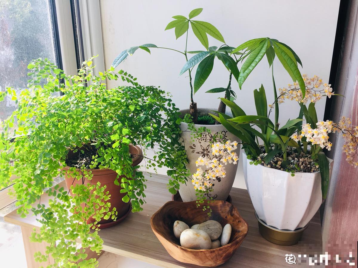 养花这么拍照，发朋友圈，谁看了都点赞！