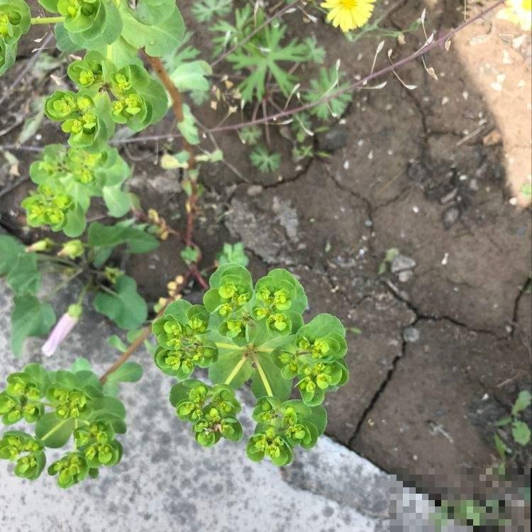 野外看见这野草千万别随便碰，否则皮肤疼痛难忍，可别怪没人提醒