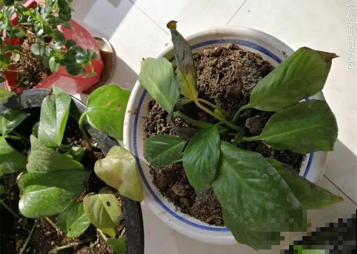 花一黄叶就挂，早治能救活，晚了一片叶子也不剩！