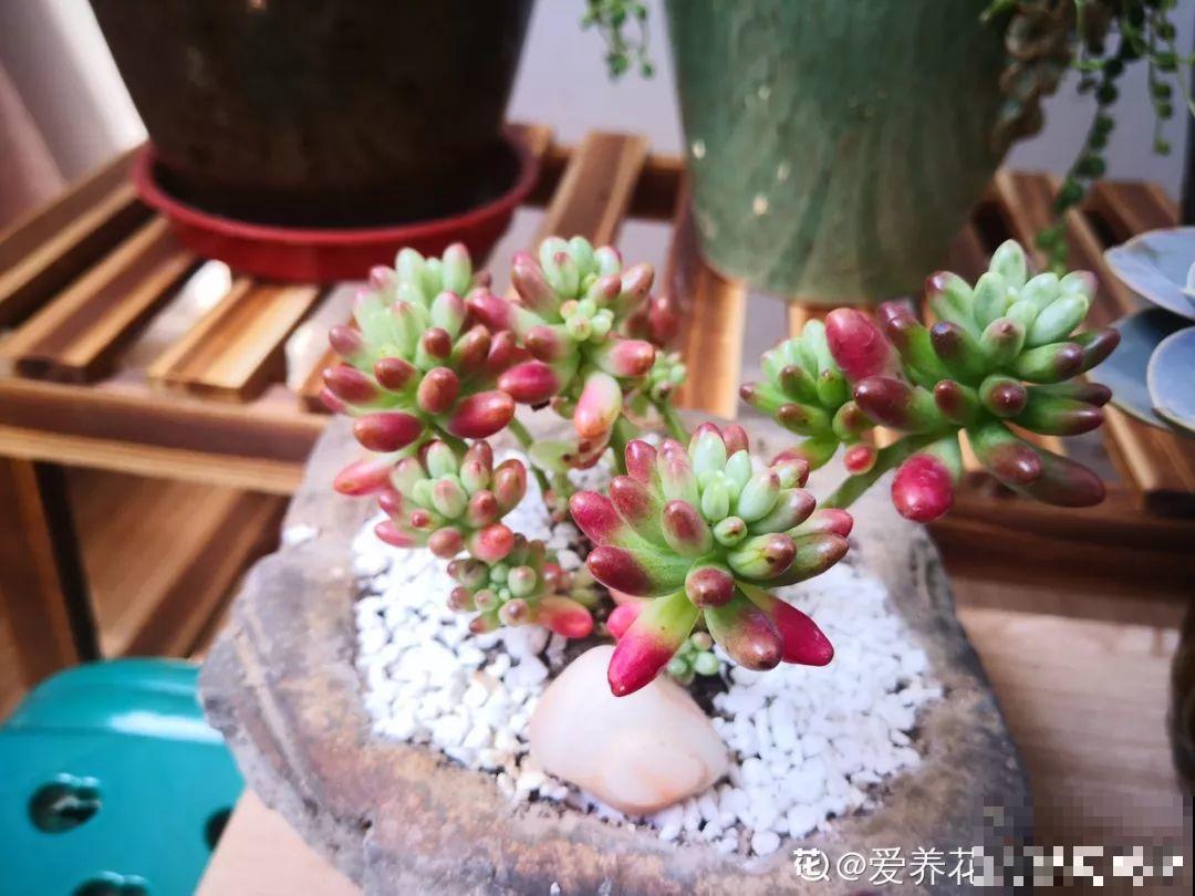 温度骤降，多肉想要过冬就得断水，不然准会冻烂根！