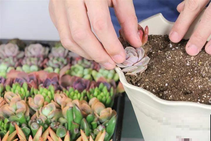 比绿萝还好养的花，一块钱一棵，就适合现在种！