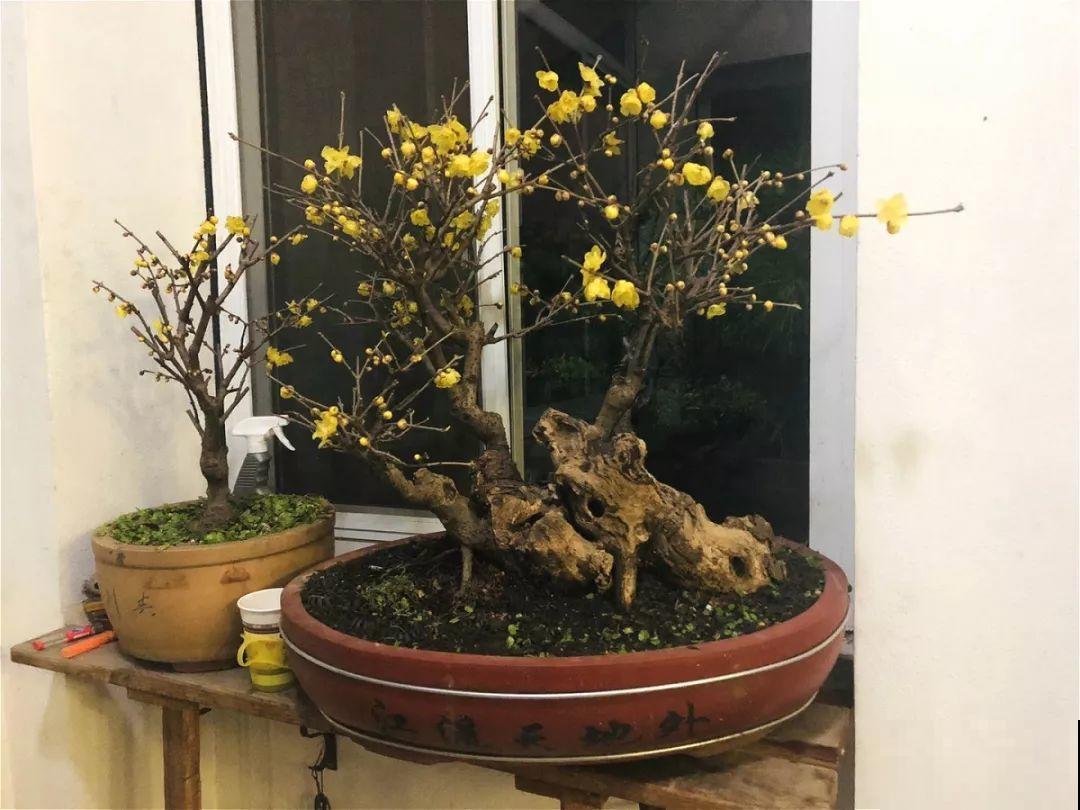 这6种花现在养，一个月后就开花，红红火火过新年！