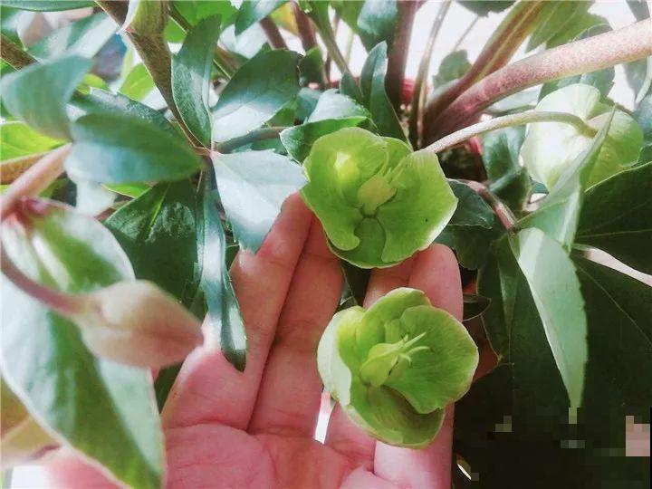 耐寒又好养的花，大雪天也能呼呼开，绿色花瓣超有气质！