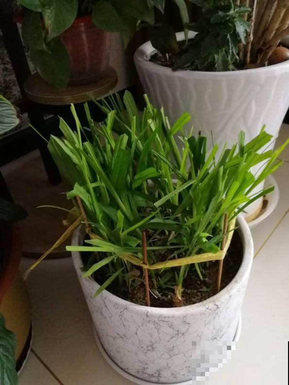 过年了，给花洗个澡，干干净净过新年