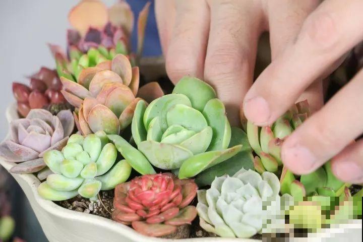 比绿萝还好养的花，一块钱一棵，就适合现在种！