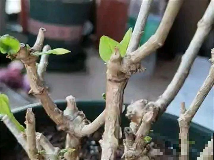 这花不能养太老，越老越不爱开花，最后变成木疙瘩！