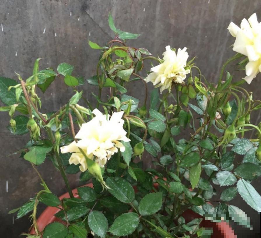 月季花苞迟迟不肯打开，原来是这原因，学一招吧！