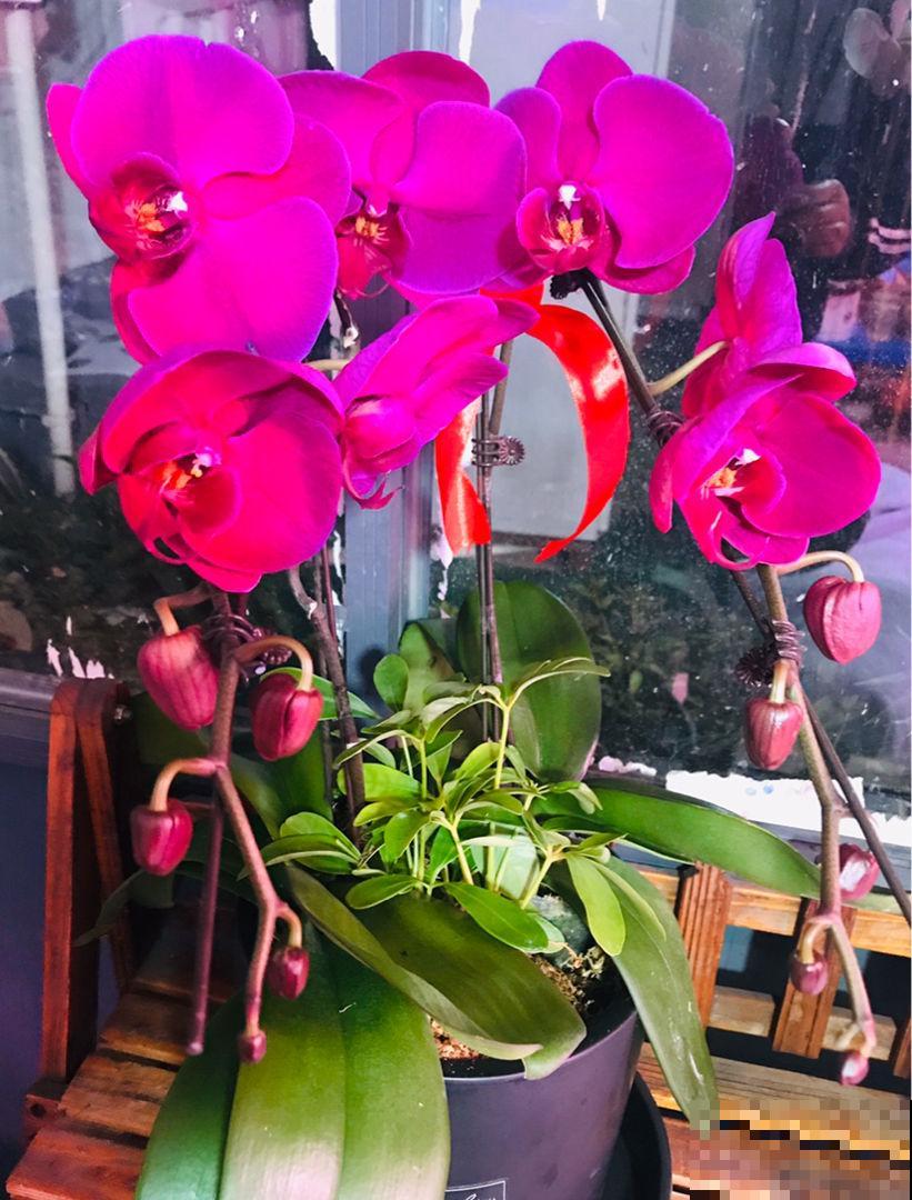 几块钱买的蝴蝶兰，这么一养壮得像假花，开花溢满花盆！