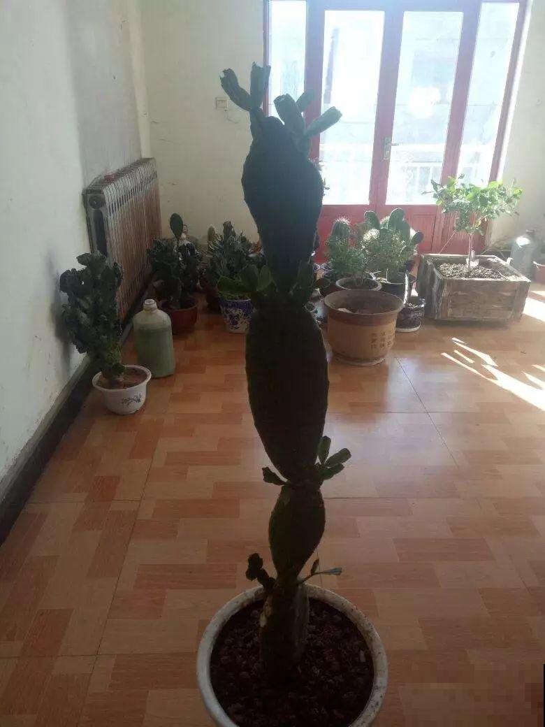 花盆里长了这玩意，趁早断水，小心最后根都烂没了！