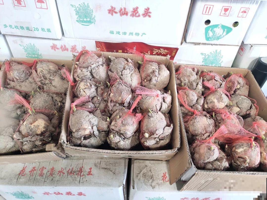 花市有你想象不到的魅力，便宜又好看，过年买回一大堆！