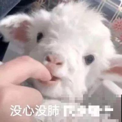 土里掺点它，3年不用换盆，花照样年年开！