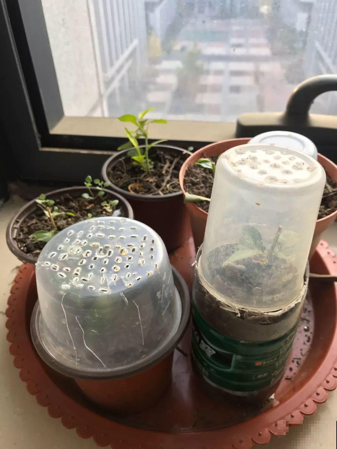 冬天扦插不用愁，准备一个塑料瓶，生根速度翻倍！