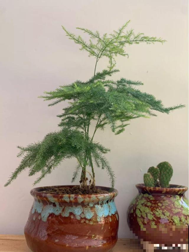 4种不同风格的花，谁见了都爱养，各有各的气质！