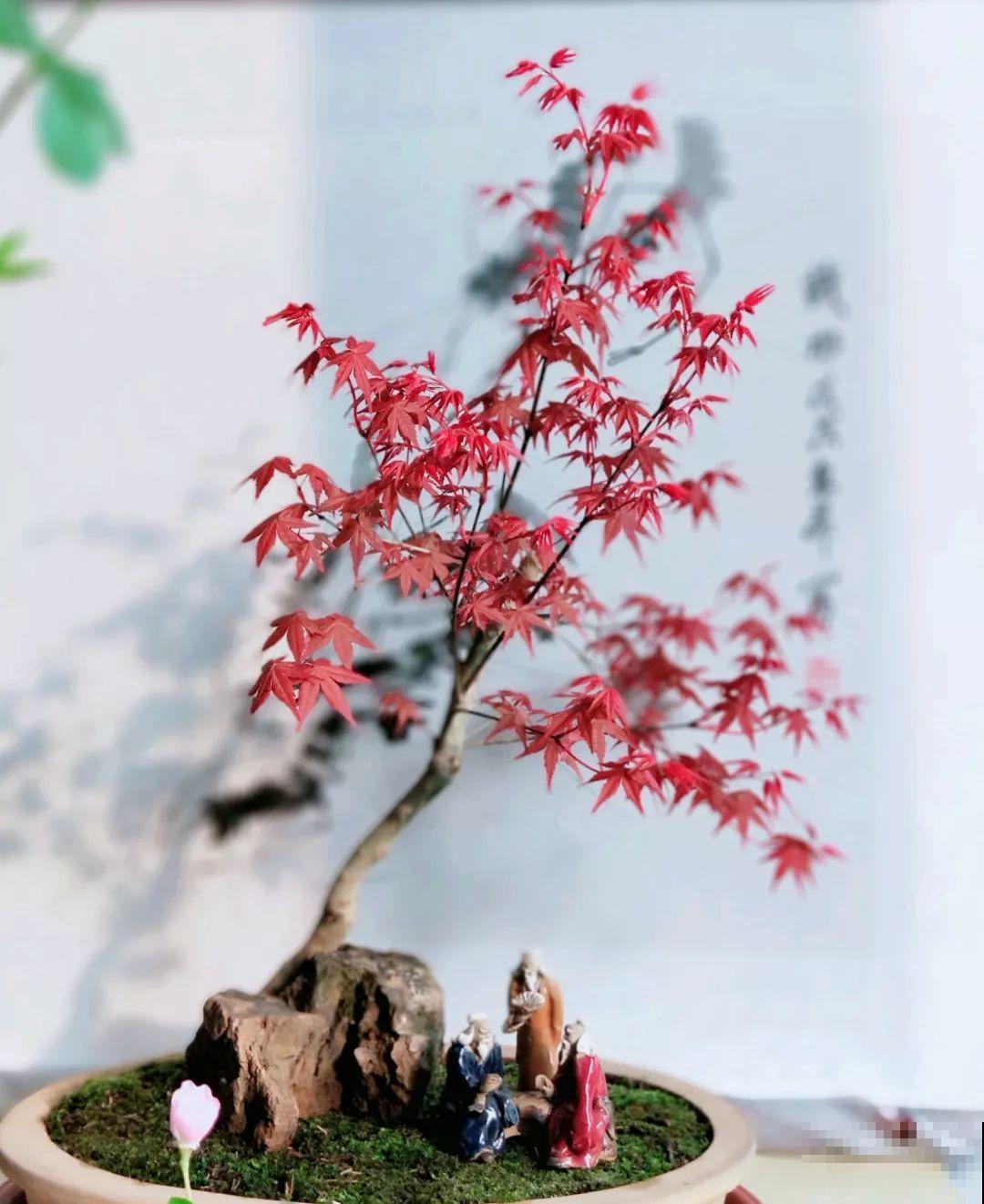 想养好花，就得付出劳动，从开花到结果，无一不是美的！