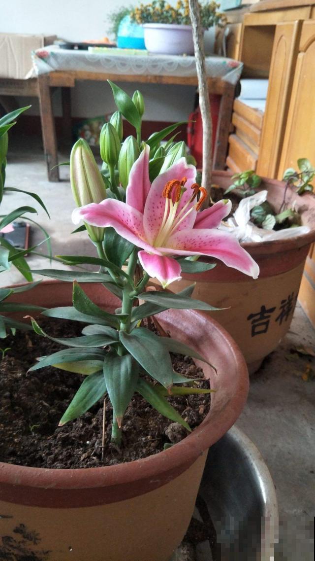 冬天家家关门闭窗，这几种植物可别放家里，否则要中毒招！
