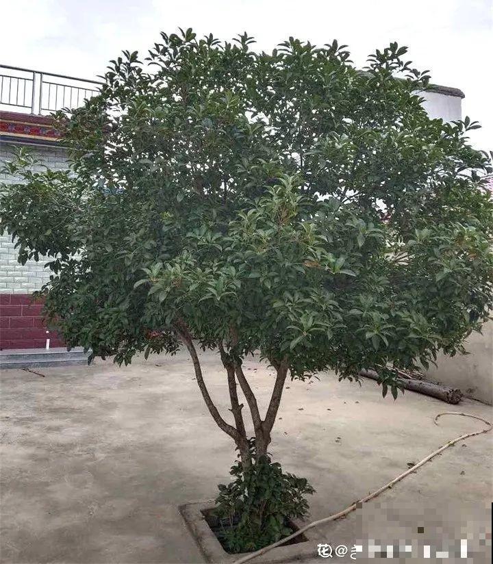 家里有这花，冬天不能太保暖，低温冻一冻开花才更旺！