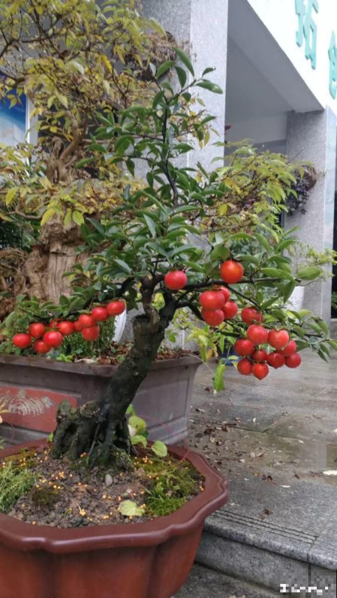 这5种花就适合冬天养，满盆都是金果子，好吃又好看！