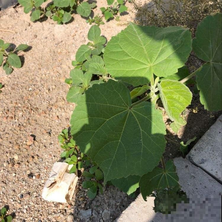 这野草的种子真稀奇，精致得像块小糕点，而且全株都有神奇用处